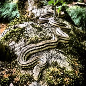 Istantanea sul mondo